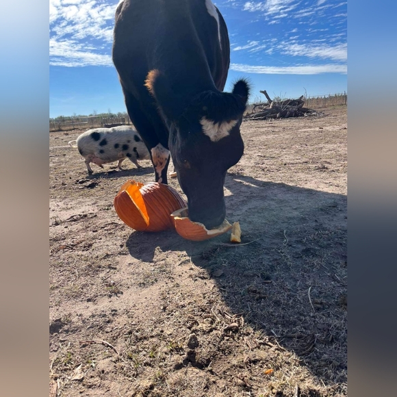 Cows cows and more cows - Picture 7 of 12